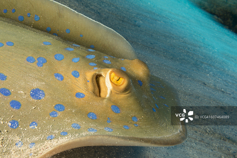 蓝点魟，红海，埃及图片素材