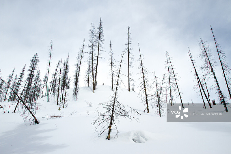 班夫国家公园的松树图片素材