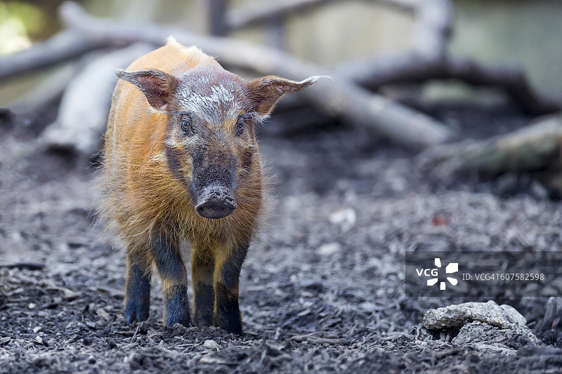 红河猪特写图片素材