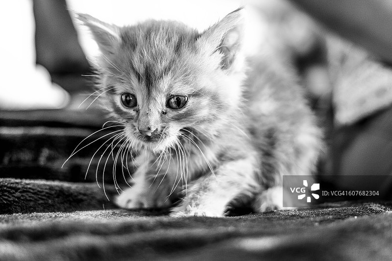 一周大的虎斑小猫黑白照图片素材