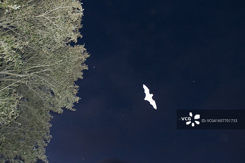 夜空中的蝙蝠图片素材