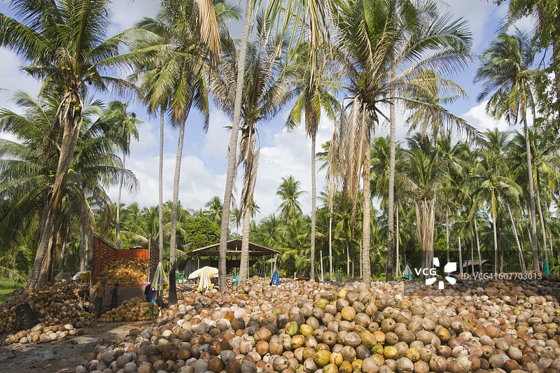 帕岸岛上的椰子种植园图片素材