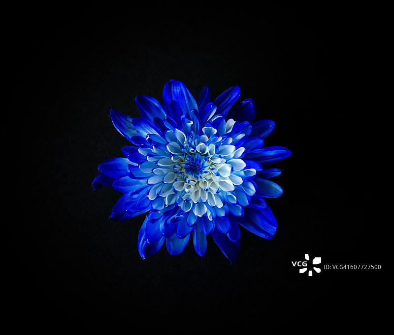 黑色背景上的蓝色菊花图片素材