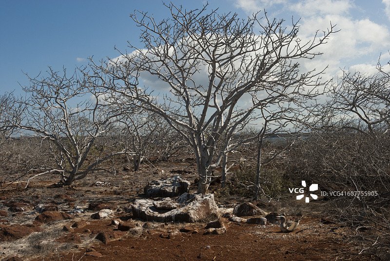 西摩岛风光图片素材