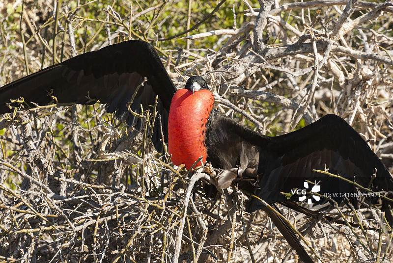 军舰鸟图片素材