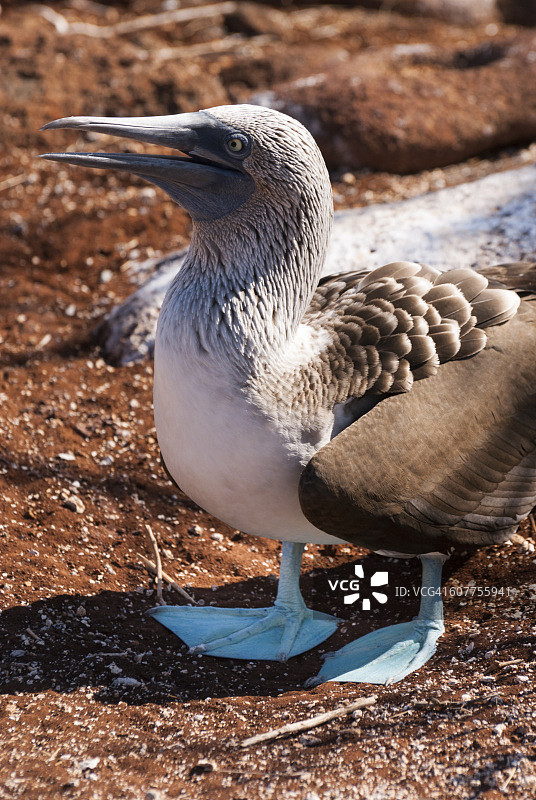 蓝脚鲣鸟图片素材