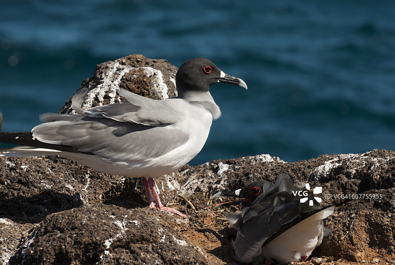 熔岩海鸥图片素材