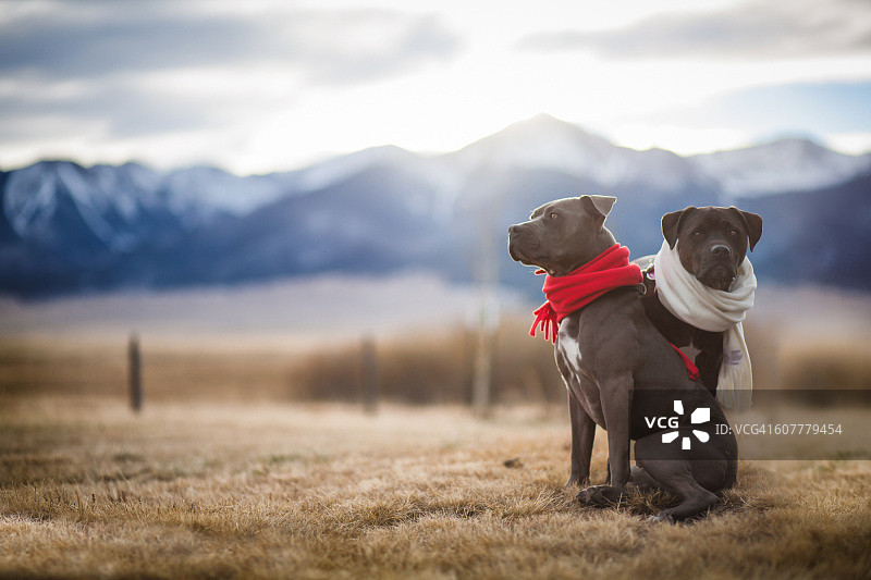 斗牛犬和山脉图片素材