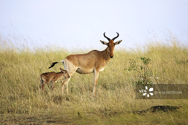 柯氏狷羚和幼崽图片素材
