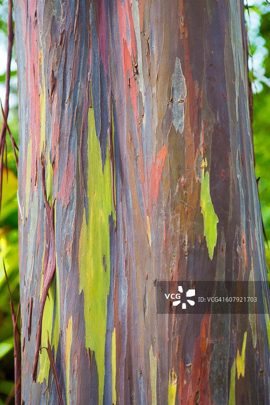 彩色桉树皮图片素材