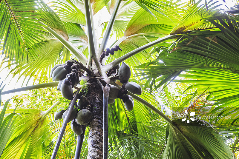 塞舌尔海椰子树上的果实图片素材