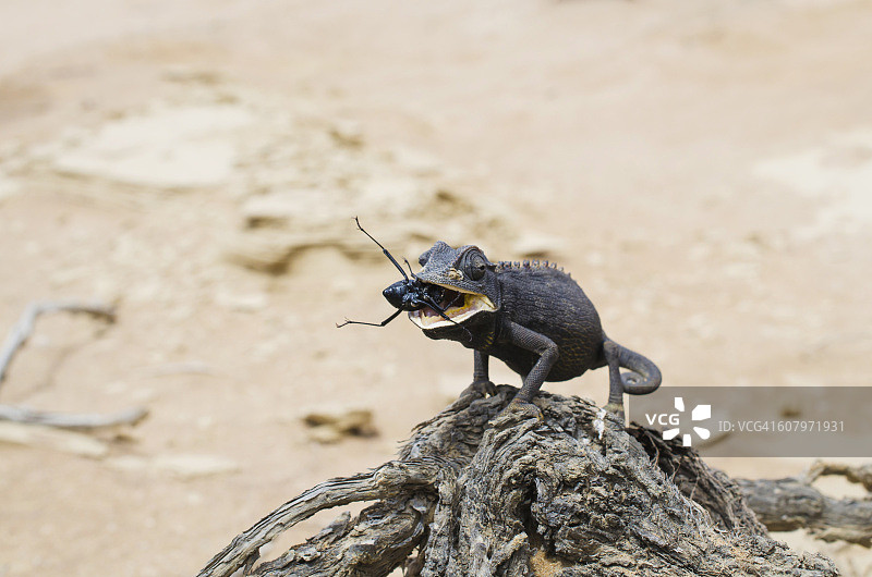 纳米比亚纳米布沙漠斯瓦科普蒙德变色龙捕食甲虫图片素材