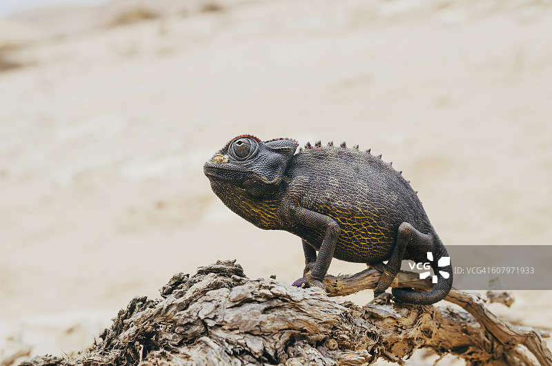 纳米比亚纳米布沙漠斯瓦科普蒙德：沙漠灌木枝上的变色龙图片素材