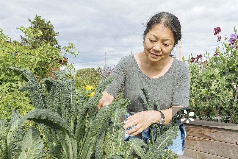 温哥华市中心都市农场的加拿大妇女照料羽衣甘蓝园图片素材