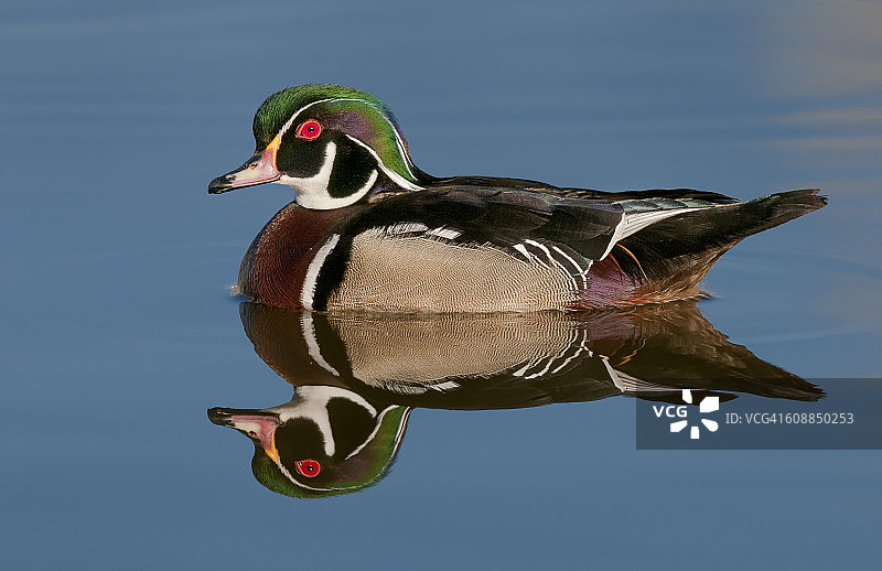 繁殖羽的鸳鸯及其倒影图片素材