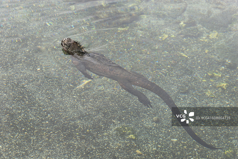 海鬣蜥游泳图片素材