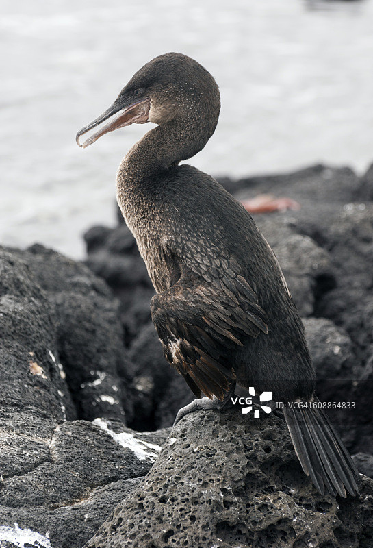 不会飞的鸬鹚图片素材