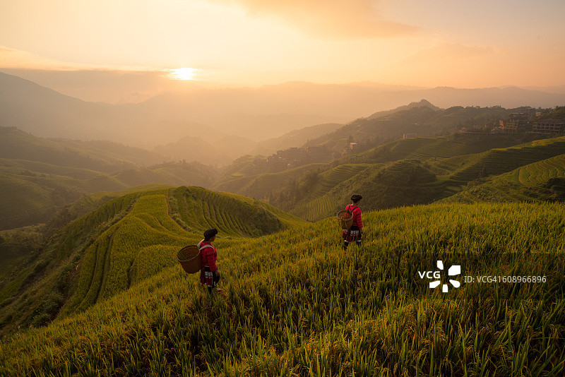 日出时瑶族妇女在稻田里劳作图片素材