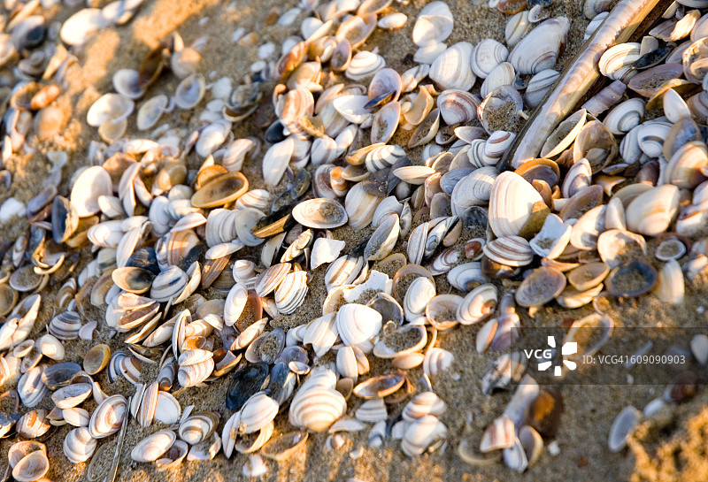 沙滩上的鸟蛤壳特写图片素材