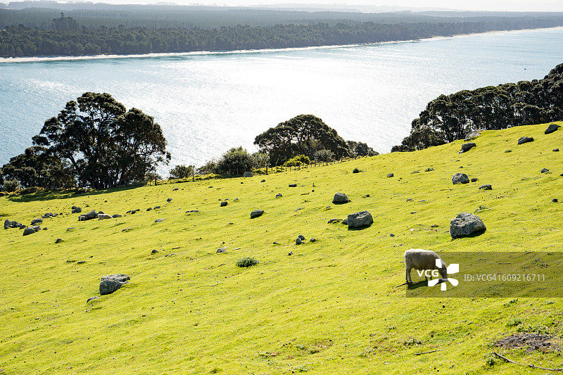 新西兰丰盛湾陶朗加图片素材