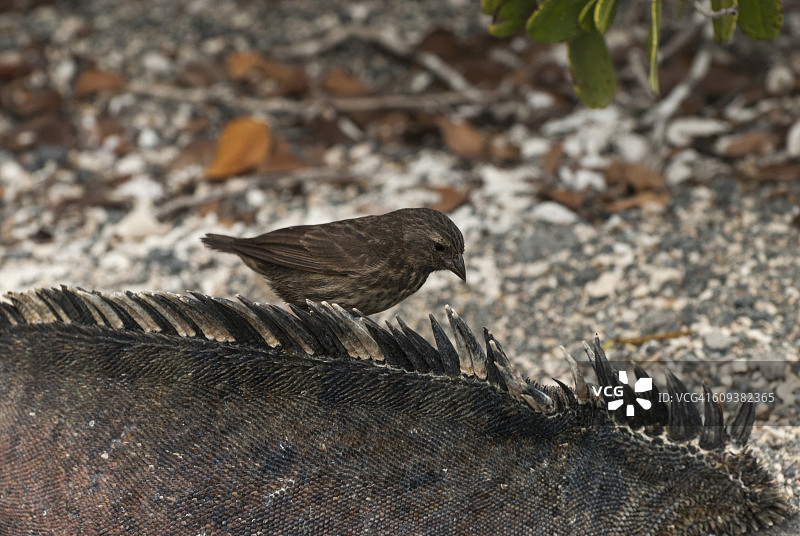 地雀清理海鬣蜥图片素材
