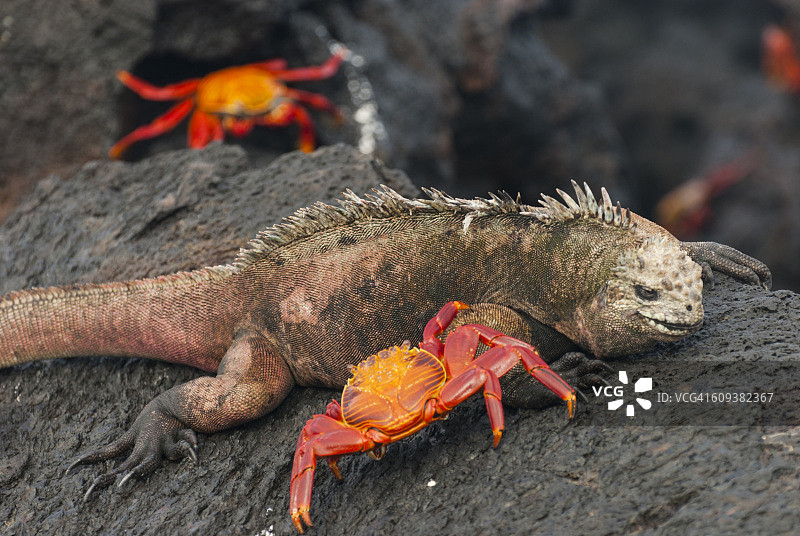 海洋鬣蜥和萨莉轻脚蟹图片素材