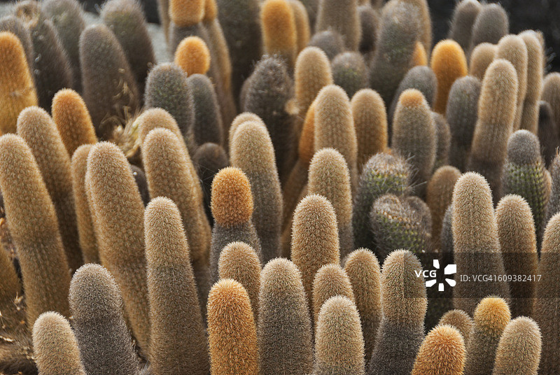 加拉帕戈斯群岛的熔岩仙人掌图片素材