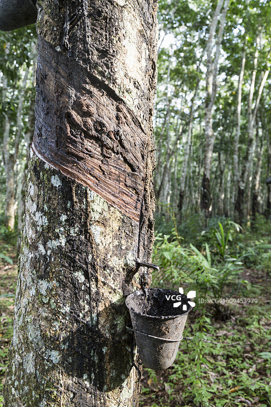 在非洲科特迪瓦阿比让种植园中，从橡胶树上收集橡胶树汁液的水桶图片素材