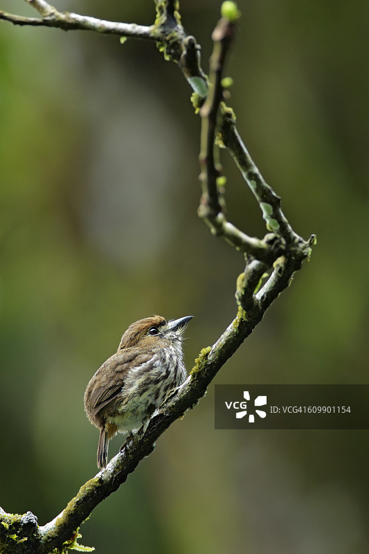矛头拟鴷捕食图片素材