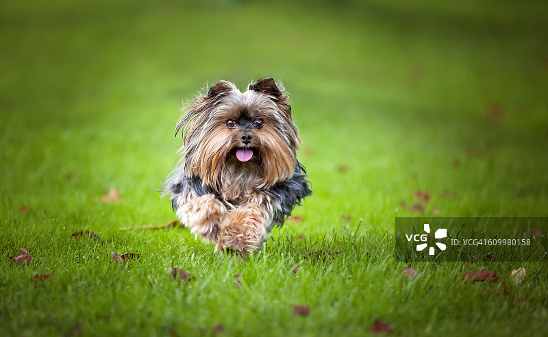 奔跑的约克夏犬图片素材