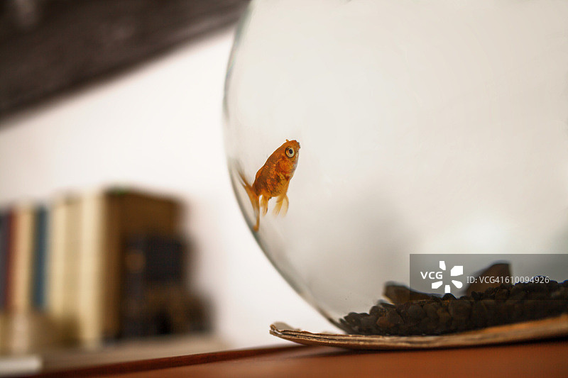 鱼缸里的鱼图片素材