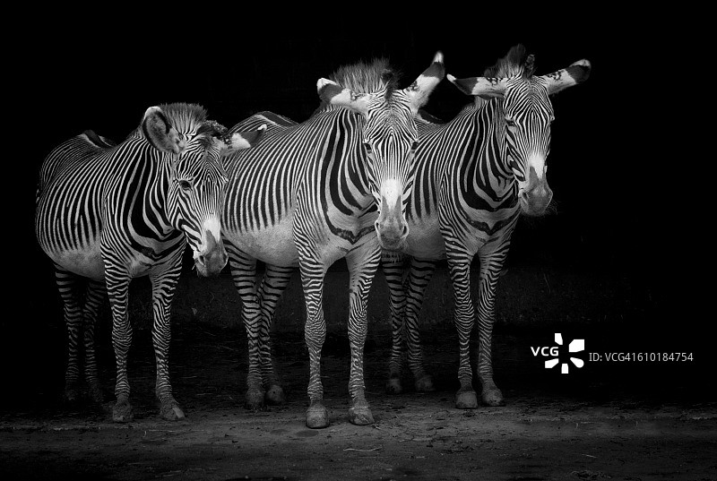 三只黑白斑马图片素材