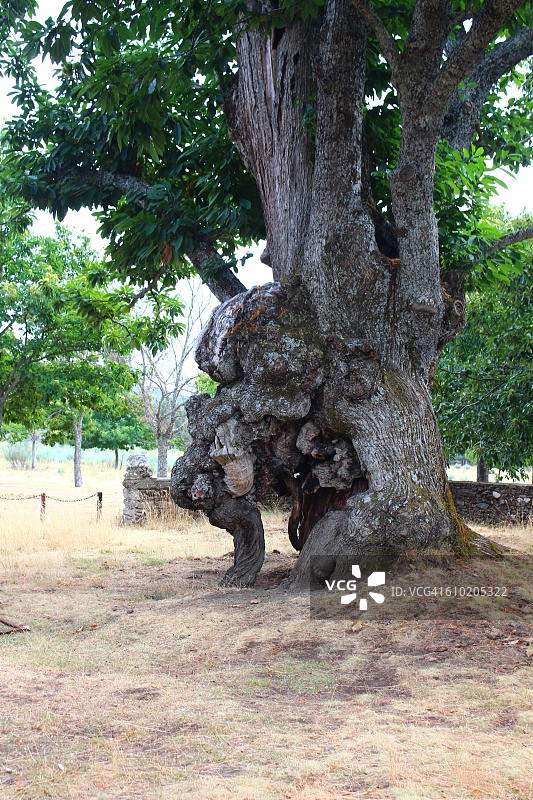 古老的千年栗树图片素材