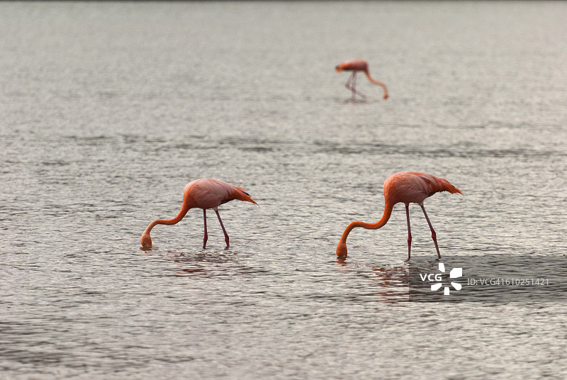 大红鹳图片素材