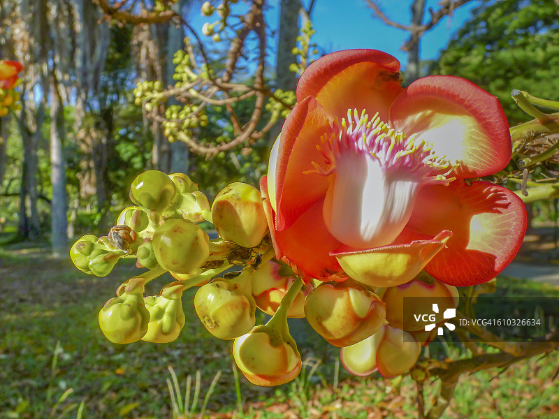 炮弹树花图片素材