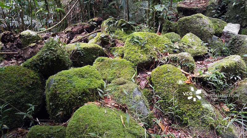 湿热带生物区域图片素材
