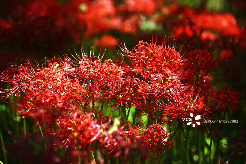 红色彼岸花图片素材