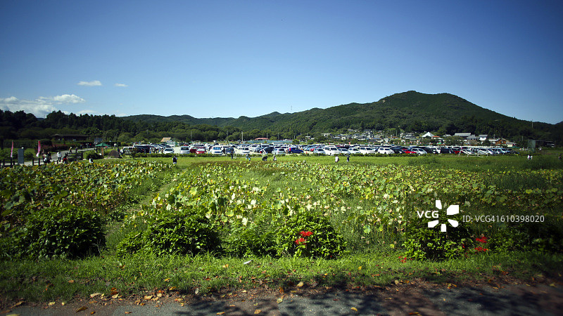 巾着田图片素材
