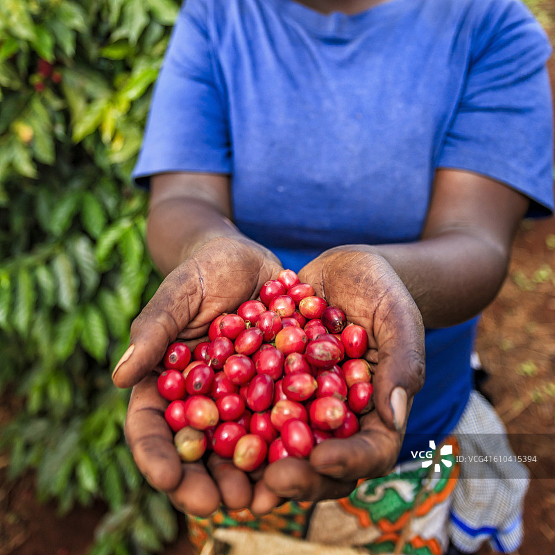展示新鲜采摘咖啡豆的年轻非洲女性，东非图片素材