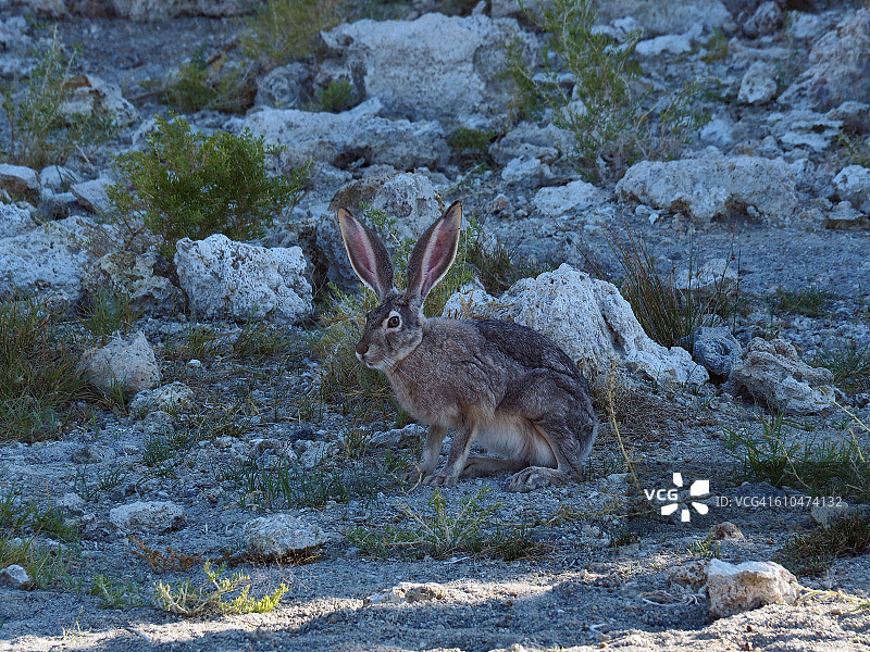 莫诺湖海滩上的野兔，内华达山脉东部，加利福尼亚州图片素材