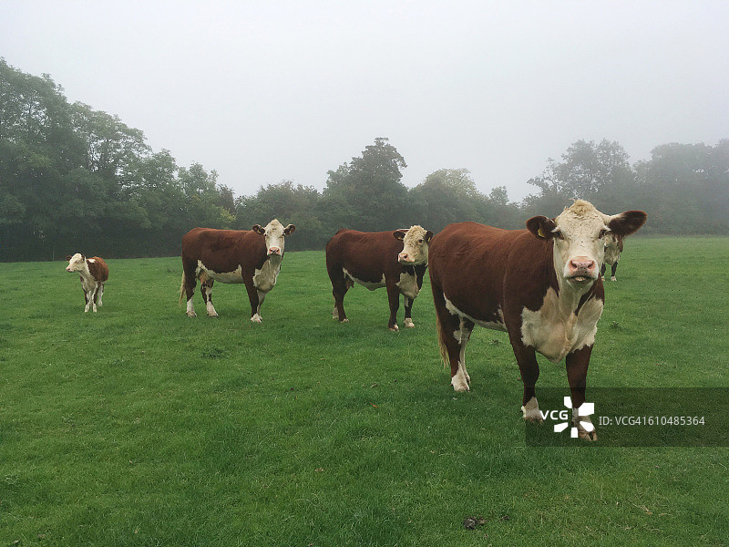 海福特牛图片素材