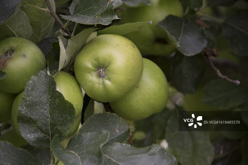 一堆布拉莫李图片素材