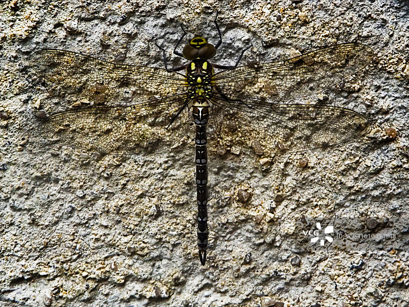 蜻蜓图片素材