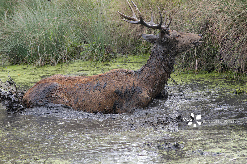 2016年动物交配季节图片素材
