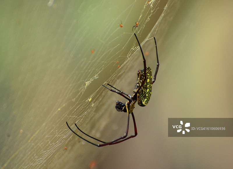 金球蜘蛛图片素材