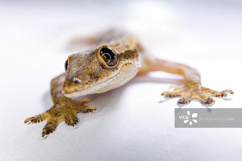 蜥蜴微距照片图片素材