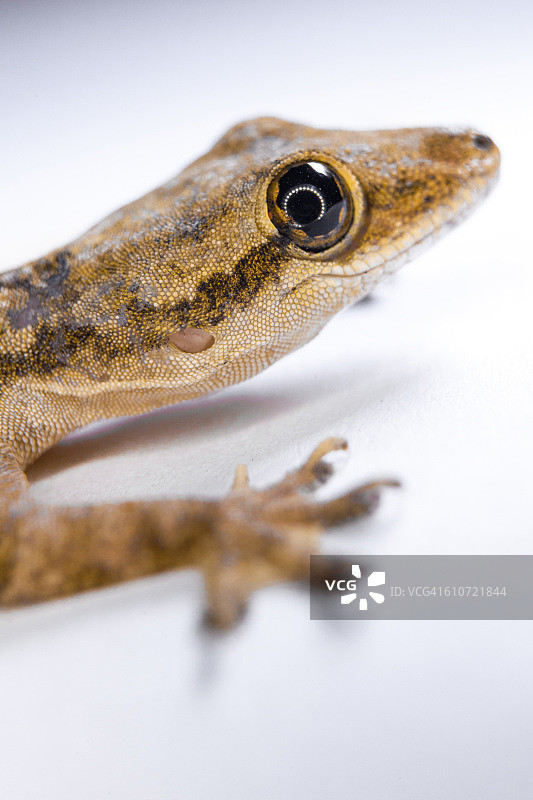 蜥蜴微距照片图片素材