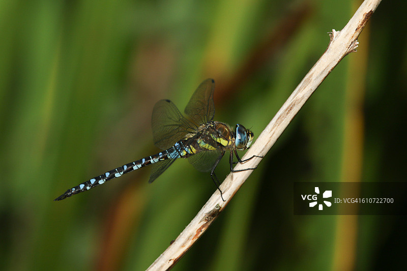 杂色晏蜓图片素材