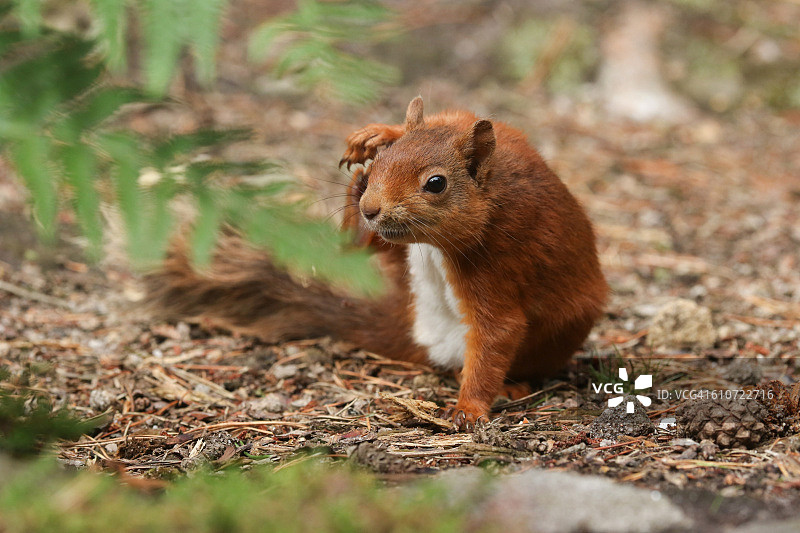 红松鼠图片素材