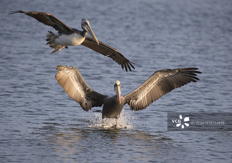 在帕拉卡斯湾降落的秘鲁鹈鹕图片素材